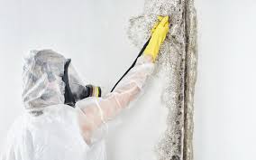 Best Mold Documentation for Insurance Claims  in Rochester, WI